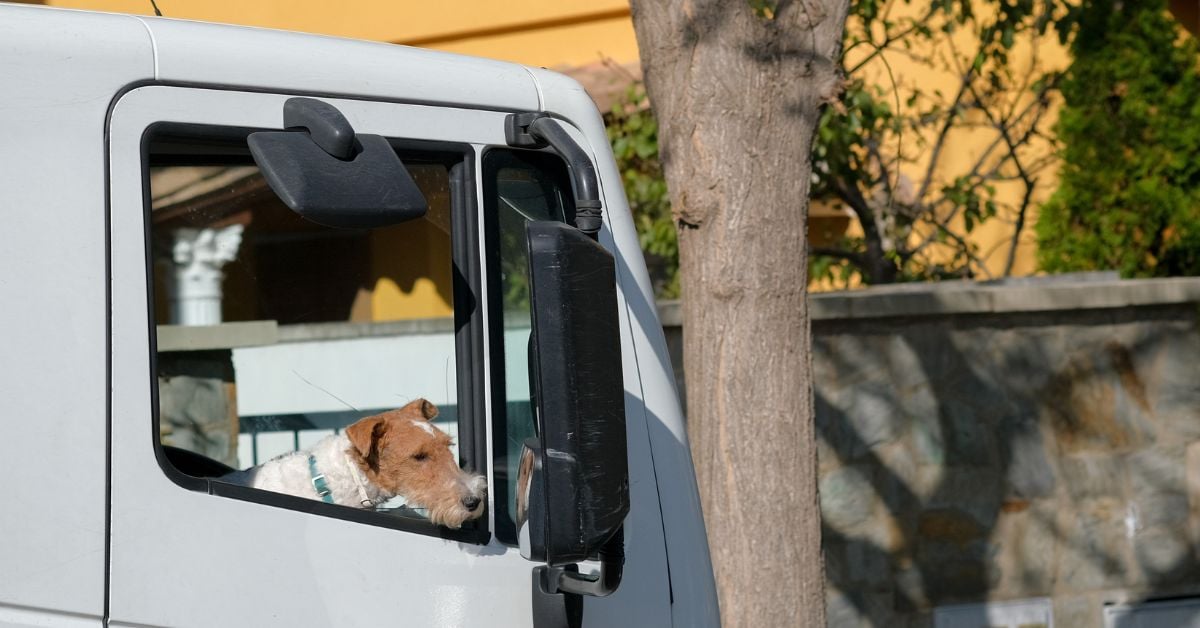 A brown and white dog sits on the passenger seat of a truck, staring out the window, next to a large side mirror.